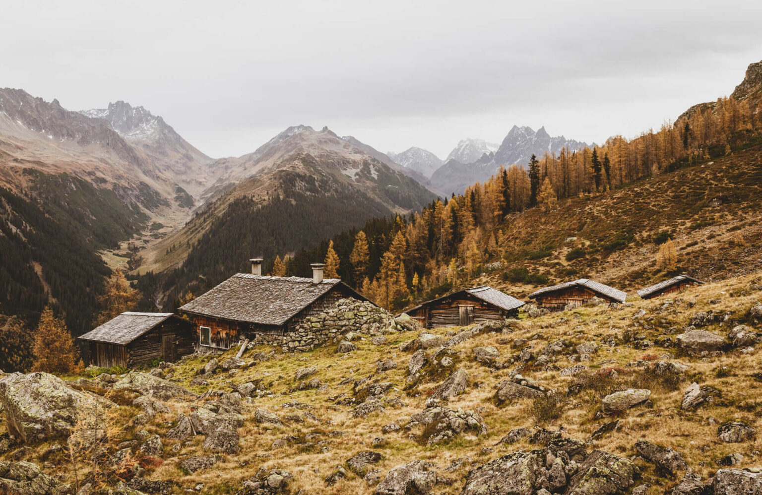 Alpguesalpe im Herbst